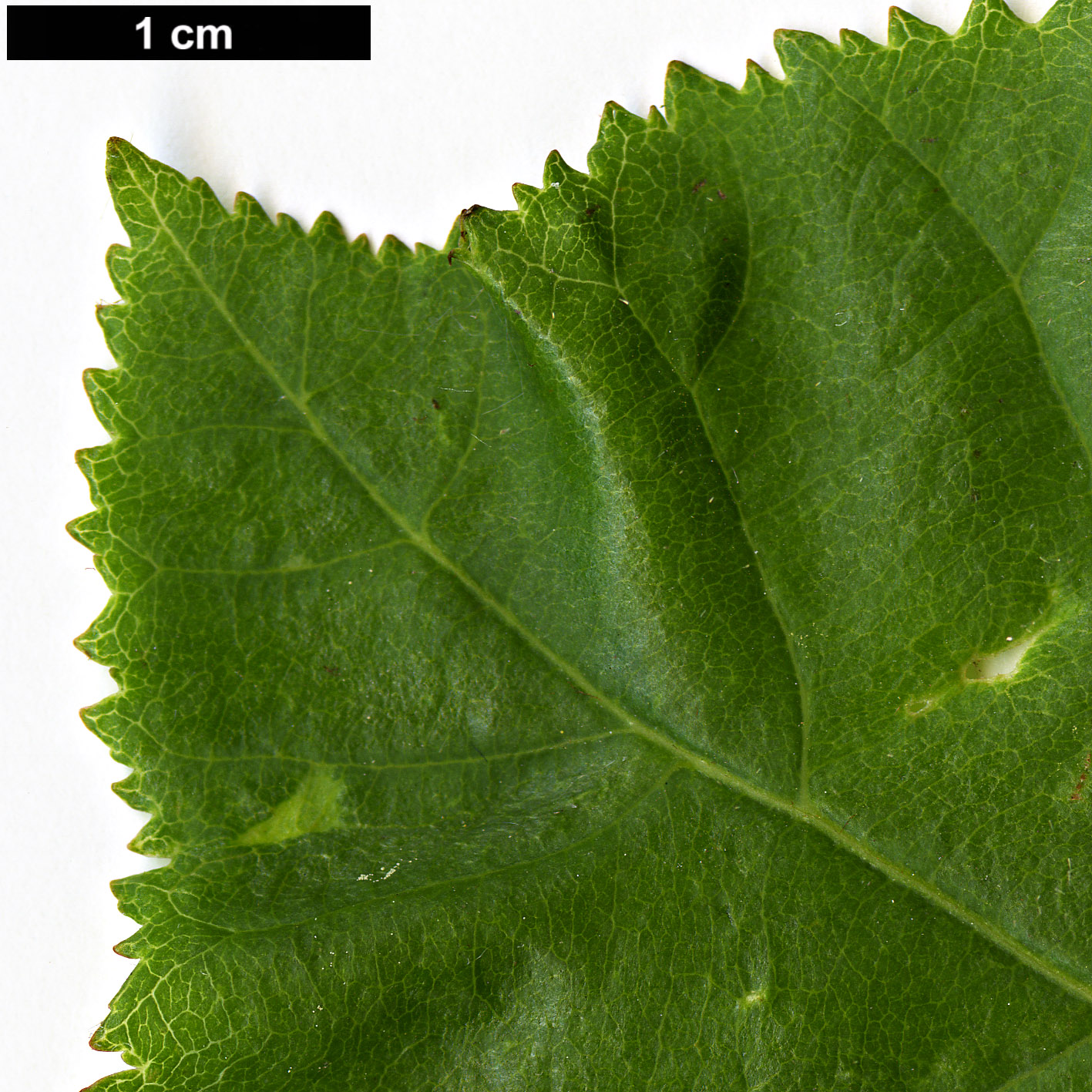 High resolution image: Family: Sapindaceae - Genus: Aesculus - Taxon: ×carnea (A.hippocastanum × A.pavia)